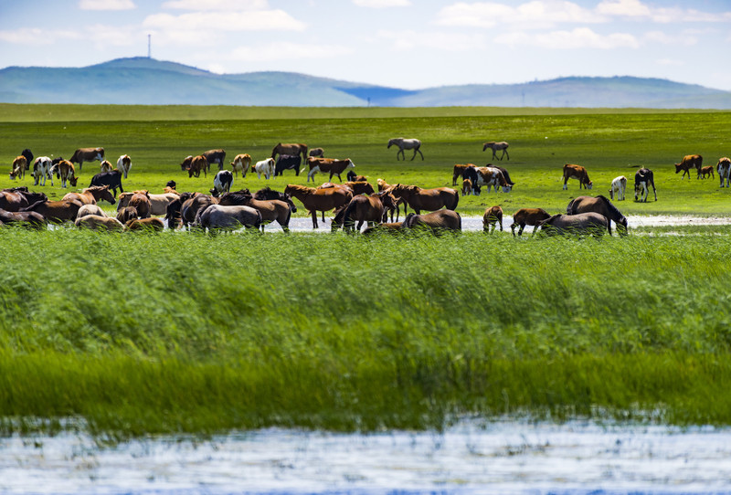 内蒙古，广袤草原的自然奇观与文化瑰宝探秘